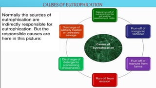 CAUSES OF EUTROPHICATION
 