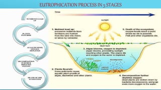 EUTROPHICATION PROCESS IN 5 STAGES
 