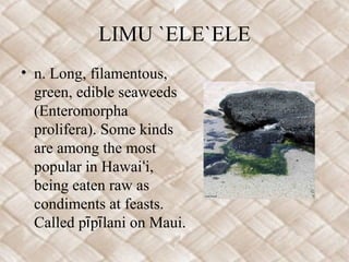 Aquatic food plants | PPT