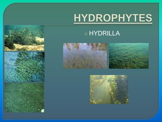  HYDRILLA
 