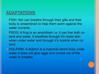 ADAPTATIONS
 FISH: fish can breathe through their gills and their
body is streamlined to help them swim against the
water currents.
 FROG: A frog is an amphibian i.e. it can live both on
land and water. It breathes through it’s moist skin
when under water and through it’s nostrils when on
land.
 DOLPHIN: A dolphin is a mammal which lives under
water it does not give eggs and comes out of the
water to breathe.
 