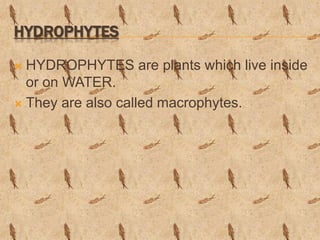 HYDROPHYTES
 HYDROPHYTES are plants which live inside
or on WATER.
 They are also called macrophytes.
 
