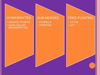 HYDROPHYTES
• AQUATIC PLANTS
• ALSO CALLED
MACROPHYTES
SUB-MERGED
• HYDRILLA
• COONTAIL
FREE-FLOATING
• LOTUS
• LILY
 