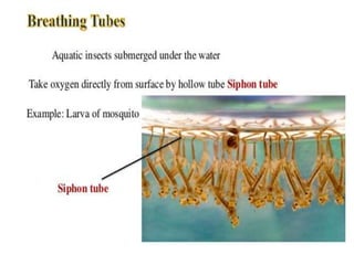 Aquatic Insects | PPTX