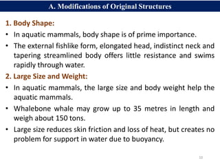 10
1. Body Shape:
• In aquatic mammals, body shape is of prime importance.
• The external fishlike form, elongated head, indistinct neck and
tapering streamlined body offers little resistance and swims
rapidly through water.
2. Large Size and Weight:
• In aquatic mammals, the large size and body weight help the
aquatic mammals.
• Whalebone whale may grow up to 35 metres in length and
weigh about 150 tons.
• Large size reduces skin friction and loss of heat, but creates no
problem for support in water due to buoyancy.
A. Modifications of Original Structures
 