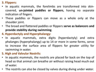 11
3. Flippers:
• In aquatic mammals, the forelimbs are transformed into skin-
covered, un-jointed paddles or flippers, having no separate
indication of fingers.
• These paddles or flippers can move as a whole only at the
shoulder joint.
• The broad and flattened paddles or flippers serve as balancers and
provide stability during swimming.
4. Hyperdactyly and Hyperphalangy:
• In aquatic mammals, extra digits (hyperdactyly) and extra
phalanges (hyperphalangy) up to 14 or more in some forms, serve
to increase the surface area of flippers for greater utility for
swimming in water.
5. High and Valvular Nostrils:
• In aquatic mammals, the nostrils are placed far back on the top of
head so that animal can breathe air without raising head much out
of water.
• The nostrils can also be closed by valves during diving under water.
 
