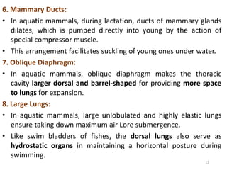 12
6. Mammary Ducts:
• In aquatic mammals, during lactation, ducts of mammary glands
dilates, which is pumped directly into young by the action of
special compressor muscle.
• This arrangement facilitates suckling of young ones under water.
7. Oblique Diaphragm:
• In aquatic mammals, oblique diaphragm makes the thoracic
cavity larger dorsal and barrel-shaped for providing more space
to lungs for expansion.
8. Large Lungs:
• In aquatic mammals, large unlobulated and highly elastic lungs
ensure taking down maximum air Lore submergence.
• Like swim bladders of fishes, the dorsal lungs also serve as
hydrostatic organs in maintaining a horizontal posture during
swimming.
 