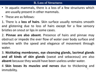 15
• In aquatic mammals, there is a loss of a few structures which
are usually present in other mammals.
• These are as follows:
1. There is a loss of hairs. Skin surface usually remains smooth
and glistening due to loss of hairs except for a few sensory
bristles on snout or lips in some cases.
2. Pinnae are also absent. Presence of hairs and pinnae may
obstruct or impede the ever flow of water over body surface and
interfere with the speed and elegance of movement through
water.
3. Nictitating membranes, eye cleansing glands, lacrimal glands
and all kinds of skin glands (sweat and sebaceous) are also
absent because they would have been useless under water.
4 Skin losses its muscles and nerves due to thickening and
immobility.
B. Loss of Structures
 