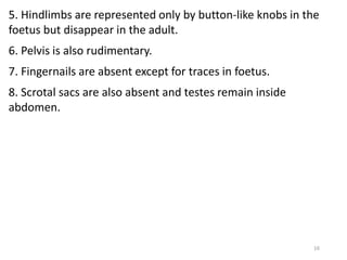 16
5. Hindlimbs are represented only by button-like knobs in the
foetus but disappear in the adult.
6. Pelvis is also rudimentary.
7. Fingernails are absent except for traces in foetus.
8. Scrotal sacs are also absent and testes remain inside
abdomen.
 