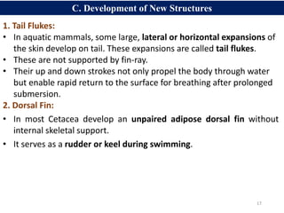 17
C. Development of New Structures
1. Tail Flukes:
• In aquatic mammals, some large, lateral or horizontal expansions of
the skin develop on tail. These expansions are called tail flukes.
• These are not supported by fin-ray.
• Their up and down strokes not only propel the body through water
but enable rapid return to the surface for breathing after prolonged
submersion.
2. Dorsal Fin:
• In most Cetacea develop an unpaired adipose dorsal fin without
internal skeletal support.
• It serves as a rudder or keel during swimming.
 