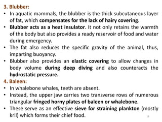 18
3. Blubber:
• In aquatic mammals, the blubber is the thick subcutaneous layer
of fat, which compensates for the lack of hairy covering.
• Blubber acts as a heat insulator. It not only retains the warmth
of the body but also provides a ready reservoir of food and water
during emergency.
• The fat also reduces the specific gravity of the animal, thus,
imparting buoyancy.
• Blubber also provides an elastic covering to allow changes in
body volume during deep diving and also counteracts the
hydrostatic pressure.
4. Baleen:
• In whalebone whales, teeth are absent.
• Instead, the upper jaw carries two transverse rows of numerous
triangular fringed horny plates of baleen or whalebone.
• These serve as an effective sieve for straining plankton (mostly
kril) which forms their chief food.
 