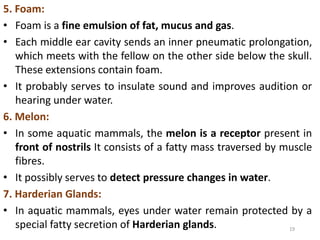 19
5. Foam:
• Foam is a fine emulsion of fat, mucus and gas.
• Each middle ear cavity sends an inner pneumatic prolongation,
which meets with the fellow on the other side below the skull.
These extensions contain foam.
• It probably serves to insulate sound and improves audition or
hearing under water.
6. Melon:
• In some aquatic mammals, the melon is a receptor present in
front of nostrils It consists of a fatty mass traversed by muscle
fibres.
• It possibly serves to detect pressure changes in water.
7. Harderian Glands:
• In aquatic mammals, eyes under water remain protected by a
special fatty secretion of Harderian glands.
 