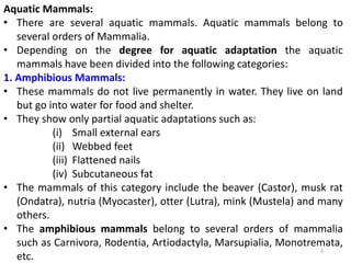 3
Aquatic Mammals:
• There are several aquatic mammals. Aquatic mammals belong to
several orders of Mammalia.
• Depending on the degree for aquatic adaptation the aquatic
mammals have been divided into the following categories:
1. Amphibious Mammals:
• These mammals do not live permanently in water. They live on land
but go into water for food and shelter.
• They show only partial aquatic adaptations such as:
(i) Small external ears
(ii) Webbed feet
(iii) Flattened nails
(iv) Subcutaneous fat
• The mammals of this category include the beaver (Castor), musk rat
(Ondatra), nutria (Myocaster), otter (Lutra), mink (Mustela) and many
others.
• The amphibious mammals belong to several orders of mammalia
such as Carnivora, Rodentia, Artiodactyla, Marsupialia, Monotremata,
etc.
 
