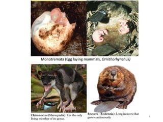 4
Monotremata (Egg laying mammals, Ornithorhynchus)
 
