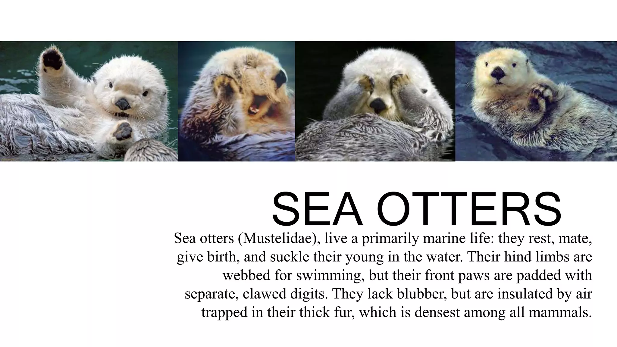 Sea otters (Mustelidae), live a primarily marine life: they rest, mate,
give birth, and suckle their young in the water. Their hind limbs are
webbed for swimming, but their front paws are padded with
separate, clawed digits. They lack blubber, but are insulated by air
trapped in their thick fur, which is densest among all mammals.
SEA OTTERS
 