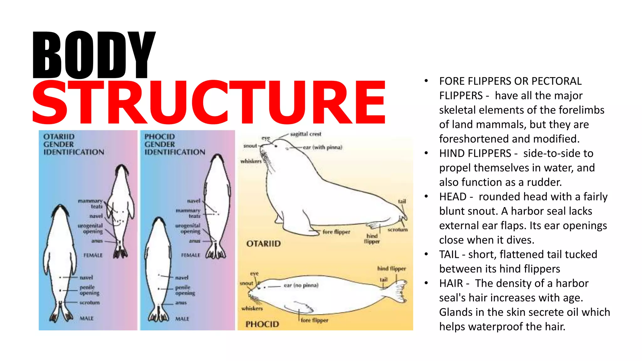 • FORE FLIPPERS OR PECTORAL
FLIPPERS - have all the major
skeletal elements of the forelimbs
of land mammals, but they are
foreshortened and modified.
• HIND FLIPPERS - side-to-side to
propel themselves in water, and
also function as a rudder.
• HEAD - rounded head with a fairly
blunt snout. A harbor seal lacks
external ear flaps. Its ear openings
close when it dives.
• TAIL - short, flattened tail tucked
between its hind flippers
• HAIR - The density of a harbor
seal's hair increases with age.
Glands in the skin secrete oil which
helps waterproof the hair.
STRUCTURE
BODY
 
