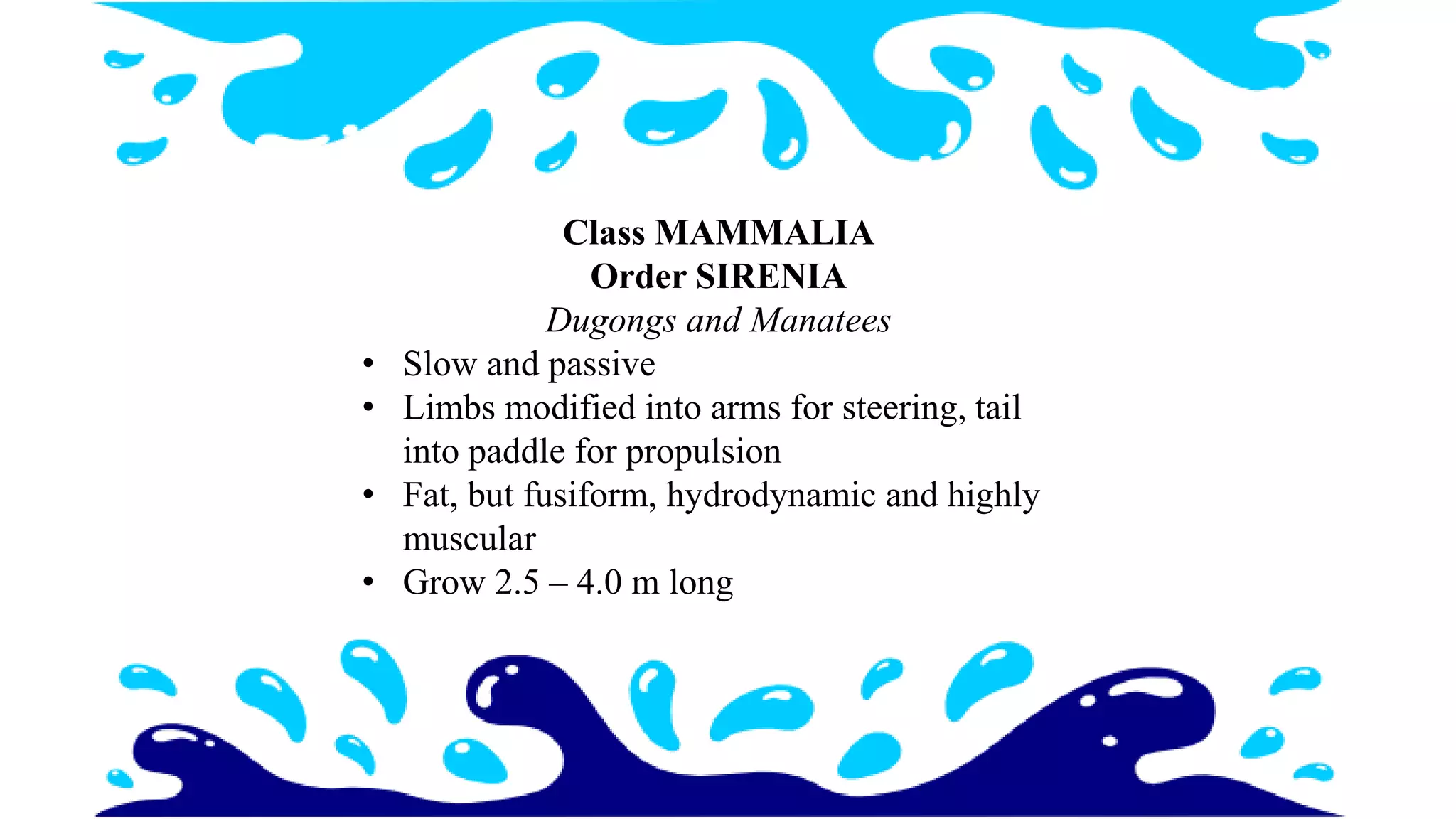Class MAMMALIA
Order SIRENIA
Dugongs and Manatees
• Slow and passive
• Limbs modified into arms for steering, tail
into paddle for propulsion
• Fat, but fusiform, hydrodynamic and highly
muscular
• Grow 2.5 – 4.0 m long
 