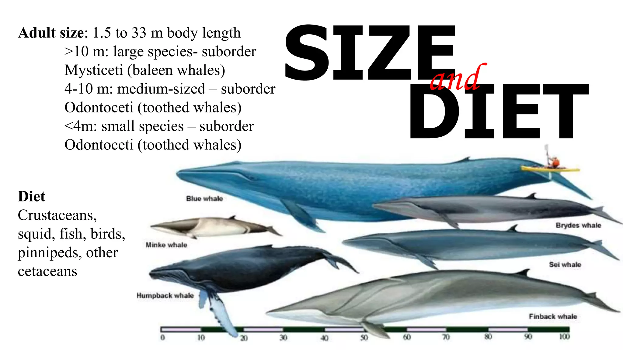 Adult size: 1.5 to 33 m body length
>10 m: large species- suborder
Mysticeti (baleen whales)
4-10 m: medium-sized – suborder
Odontoceti (toothed whales)
<4m: small species – suborder
Odontoceti (toothed whales)
Diet
Crustaceans,
squid, fish, birds,
pinnipeds, other
cetaceans
SIZE
DIET
and
 