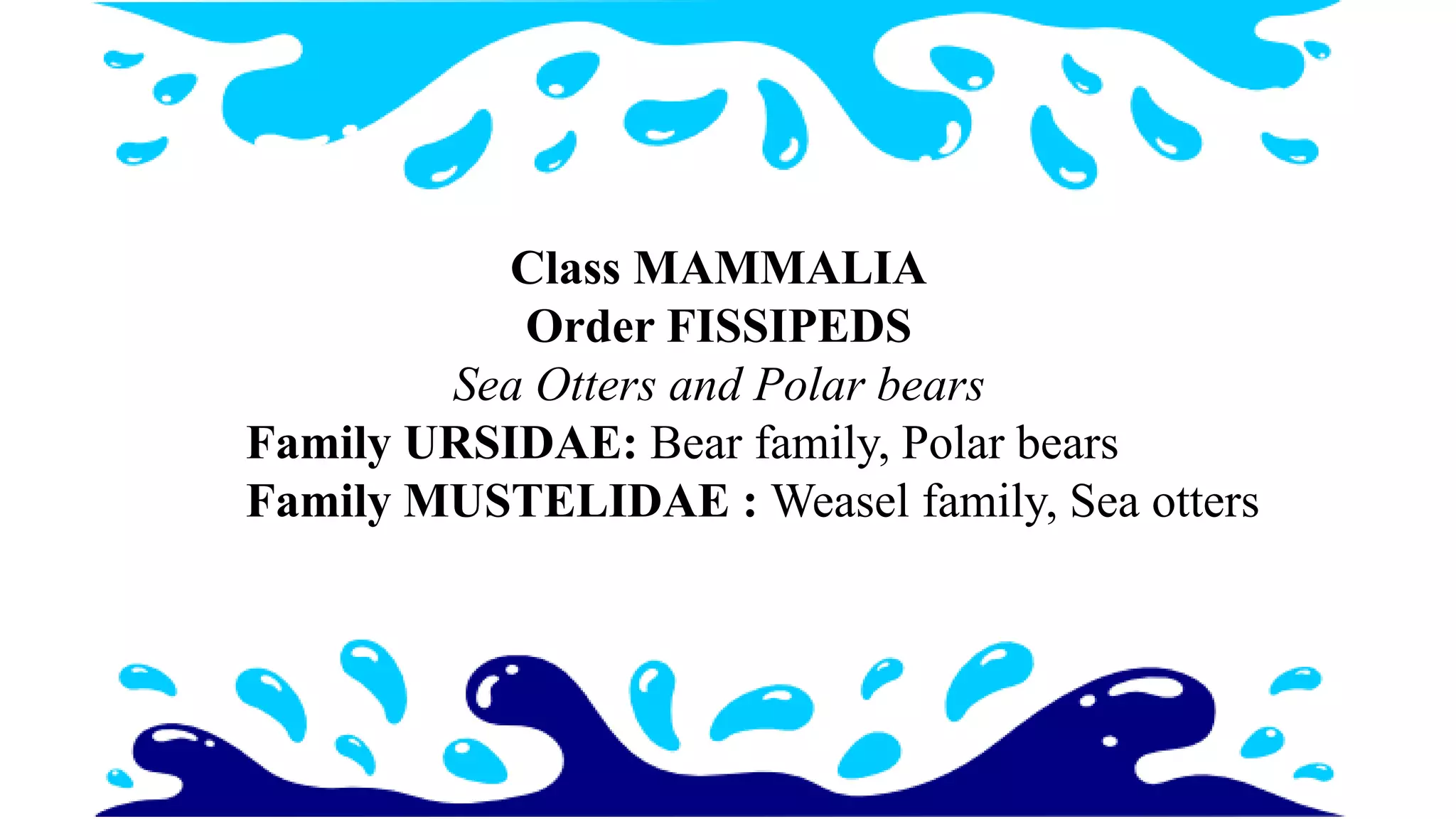 Class MAMMALIA
Order FISSIPEDS
Sea Otters and Polar bears
Family URSIDAE: Bear family, Polar bears
Family MUSTELIDAE : Weasel family, Sea otters
 