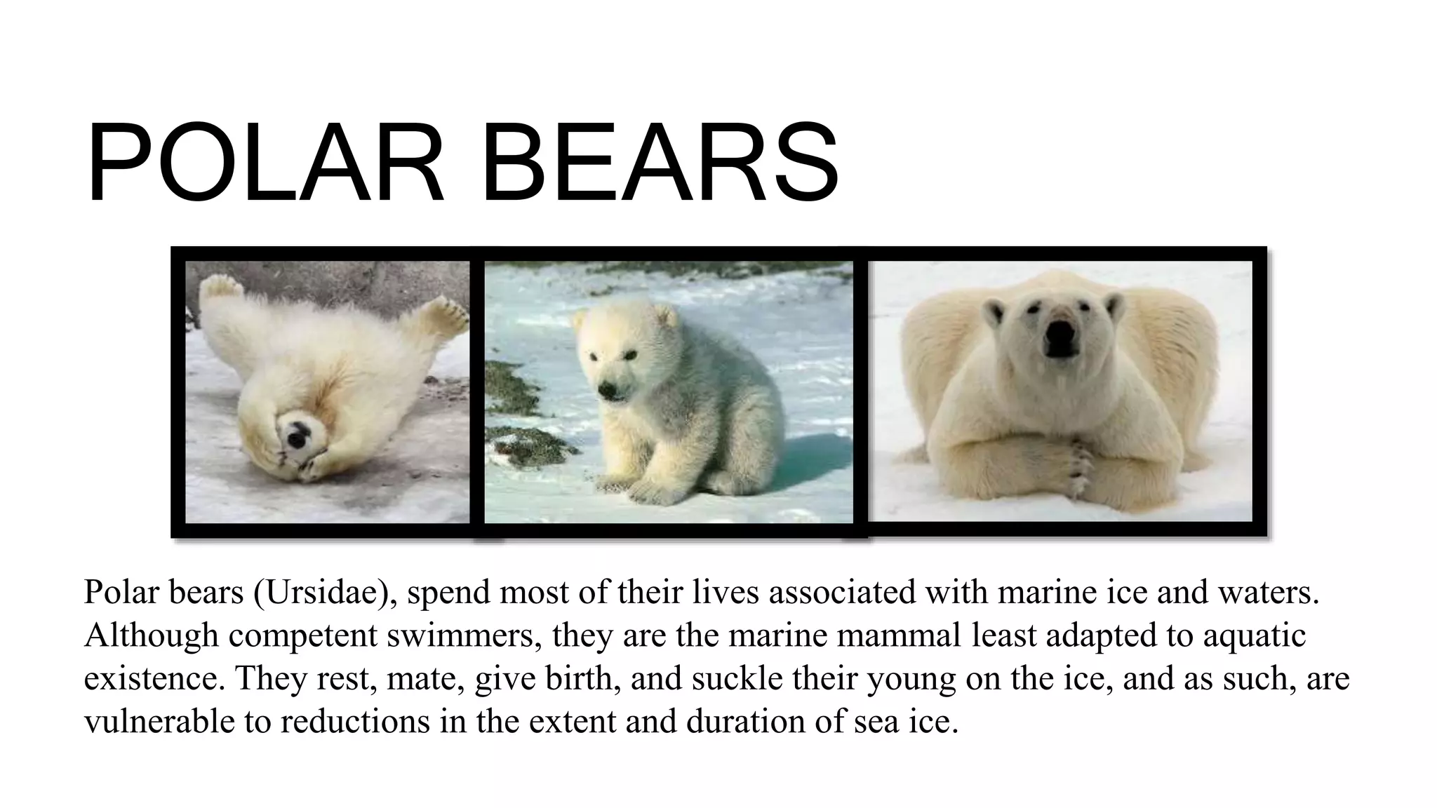 Polar bears (Ursidae), spend most of their lives associated with marine ice and waters.
Although competent swimmers, they are the marine mammal least adapted to aquatic
existence. They rest, mate, give birth, and suckle their young on the ice, and as such, are
vulnerable to reductions in the extent and duration of sea ice.
POLAR BEARS
 