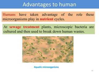 Advantages to human
10
Humans have taken advantage of the role these
microorganisms play in nutrient cycles.
At sewage treatment plants, microscopic bacteria are
cultured and then used to break down human wastes.
Aquatic microorganisms
 