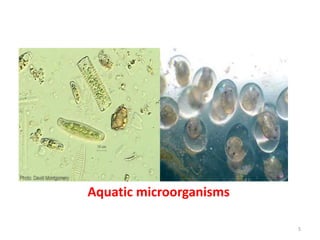 Aquatic microorganisms
5
 