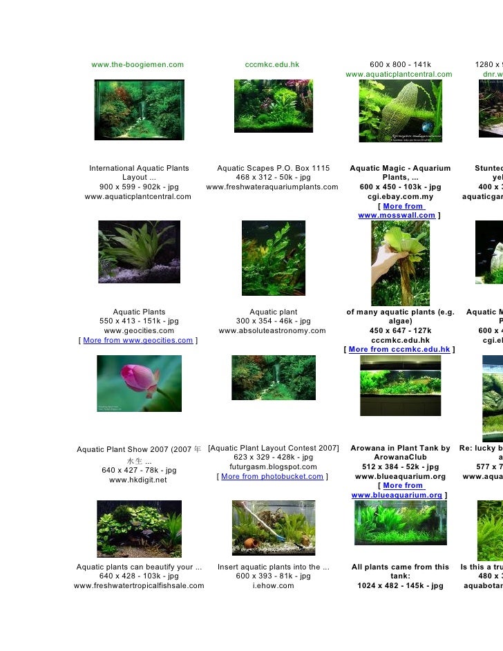 5 Examples Of Aquatic Plants