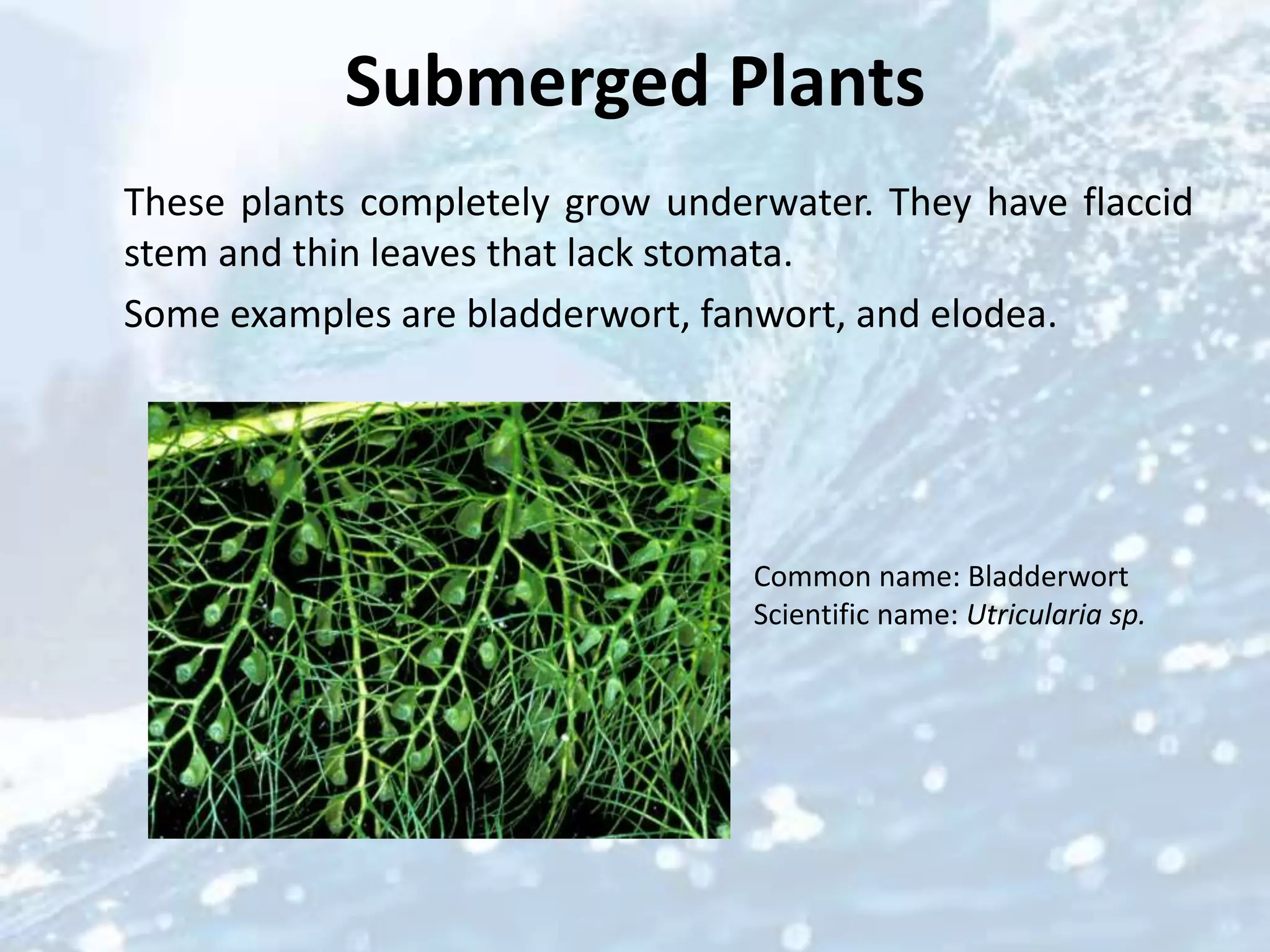 Aquatic plants anusha | PPTX