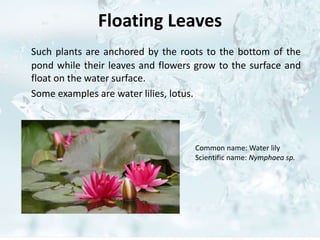 Aquatic plants anusha | PPTX