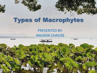Types of Macrophytes
PRESENTED BY:
ANUSHA CHALISE
 