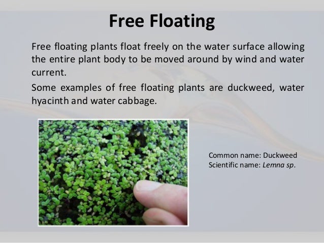 Aquatic Plants Anusha Aquatic Plants Anusha