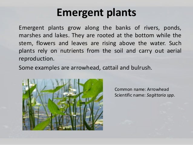 Aquatic Plants Anusha Aquatic Plants Anusha