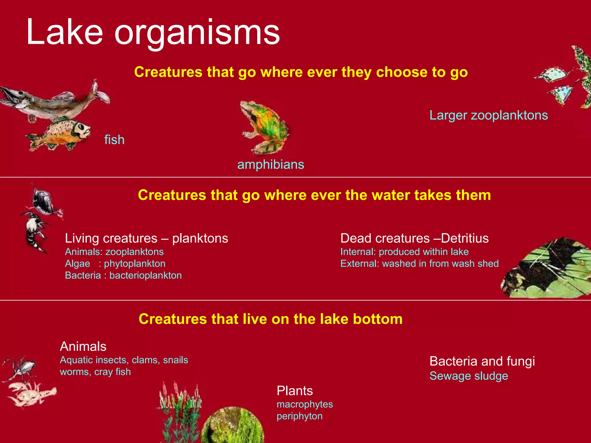 Aquatic Systems An Overview | PPT