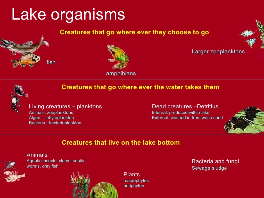 Aquatic Systems An Overview