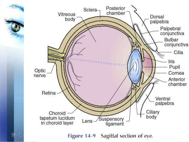 eye anatomy