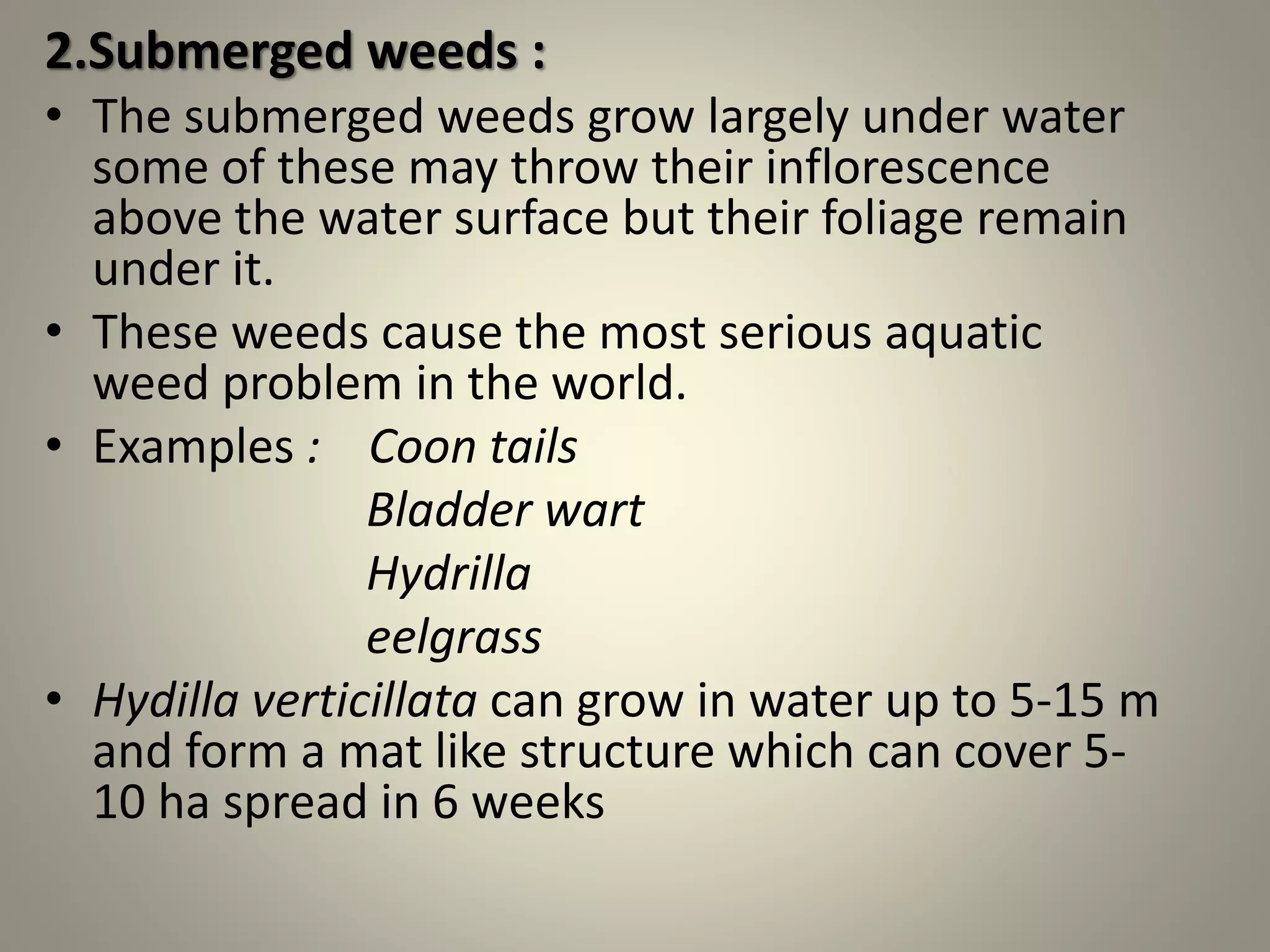 Hydration Habits Weed Understanding The Impact - uwk7tts