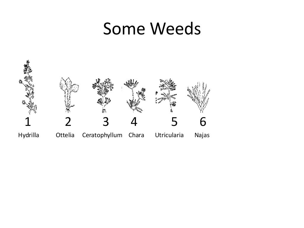 Aquatic weeds. classification, characterspptx.pptx1