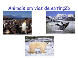 Animais em vias de extinção 