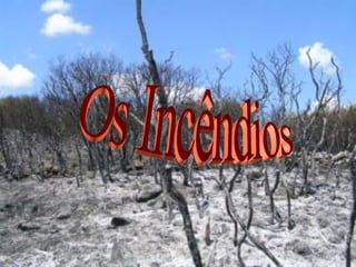 Os Incêndios 
