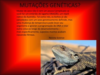 MUTAÇÕES GENÉTICAS? Mudar de sexo não é nem um pouco Complicado se você for um embrião de lagarto-DRAGÃO, um réptil nativo da Austrália. Tal como nós, os bichos já são concebidos com um sexo geneticamente definido, mas uma mudança de temperatura pode levar seu organismo a ignorar a programação de DNA e virar outra coisa ao longo do desenvolvimento -- mais especificamente, supostos machos acabam nascendo fêmeas. Revista Science 