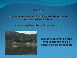 Estuários: aquecimento influenciar migrações de espécies estuarino-dependentes  menor oxigênio dissolvido para larvas.  aumento do nível do mar: mudanças na linha de costa e perda de habitats 