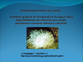 Embranquecimento dos corais:  aumento gradual da temperatura da água reduz disponibilidade de alimento aos corais,  permanece somente estrutura calcárea. J. Hoogesteger,  in  Buccheim. J.  http://www.marinebiology.org/coralbleaching.htm 