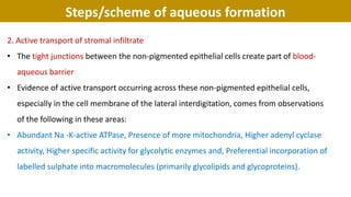 Steps/scheme of aqueous formation
2. Active transport of stromal infiltrate
• The tight junctions between the non-pigmented epithelial cells create part of blood-
aqueous barrier
• Evidence of active transport occurring across these non-pigmented epithelial cells,
especially in the cell membrane of the lateral interdigitation, comes from observations
of the following in these areas:
• Abundant Na -K-active ATPase, Presence of more mitochondria, Higher adenyl cyclase
activity, Higher specific activity for glycolytic enzymes and, Preferential incorporation of
labelled sulphate into macromolecules (primarily glycolipids and glycoproteins).
 