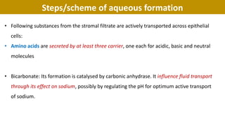 Steps/scheme of aqueous formation
• Following substances from the stromal filtrate are actively transported across epithelial
cells:
• Amino acids are secreted by at least three carrier, one each for acidic, basic and neutral
molecules
• Bicarbonate: Its formation is catalysed by carbonic anhydrase. It influence fluid transport
through its effect on sodium, possibly by regulating the pH for optimum active transport
of sodium.
 