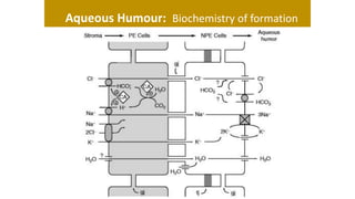 Aqueous Humour: Biochemistry of formation
 