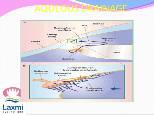 aqueous humor