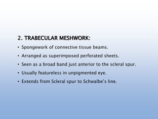 2. TRABECULAR MESHWORK:
• Spongework of connective tissue beams.
• Arranged as superimposed perforated sheets.
• Seen as a broad band just anterior to the scleral spur.
• Usually featureless in unpigmented eye.
• Extends from Scleral spur to Schwalbe’s line.
 