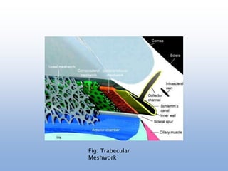Fig: Trabecular
Meshwork
 