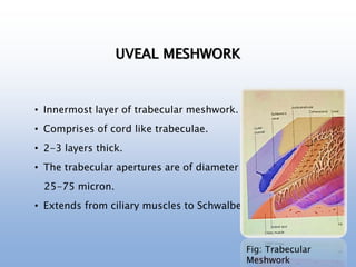 UVEAL MESHWORK
• Innermost layer of trabecular meshwork.
• Comprises of cord like trabeculae.
• 2-3 layers thick.
• The trabecular apertures are of diameter
25-75 micron.
• Extends from ciliary muscles to Schwalbe’s line.
Fig: Trabecular
Meshwork
 