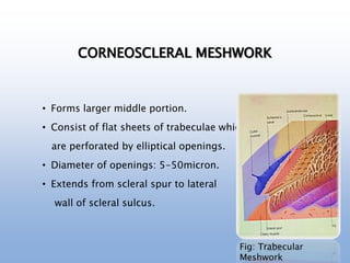 CORNEOSCLERAL MESHWORK
• Forms larger middle portion.
• Consist of flat sheets of trabeculae which
are perforated by elliptical openings.
• Diameter of openings: 5-50micron.
• Extends from scleral spur to lateral
wall of scleral sulcus.
Fig: Trabecular
Meshwork
 